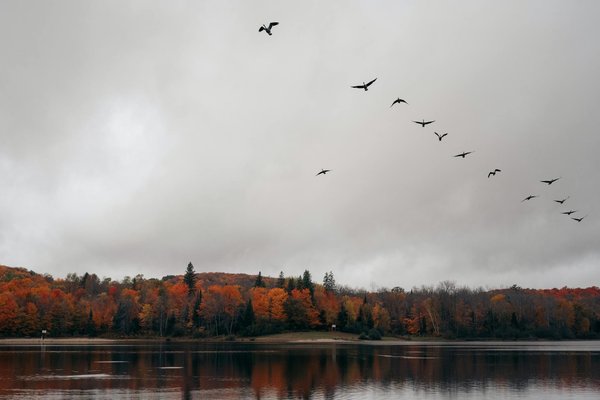 Quels sont les meilleurs endroits pour observer les oiseaux migrateurs en Hongrie?