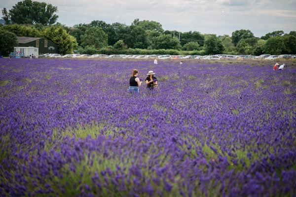 Où trouver une maison de vacances en Provence avec des cours de cuisine provençale et des randonnées dans les champs de lavande?